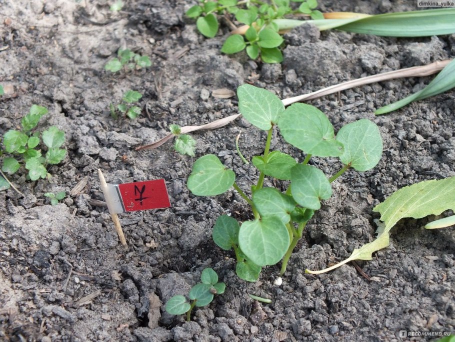 Лаватера цветок рассада