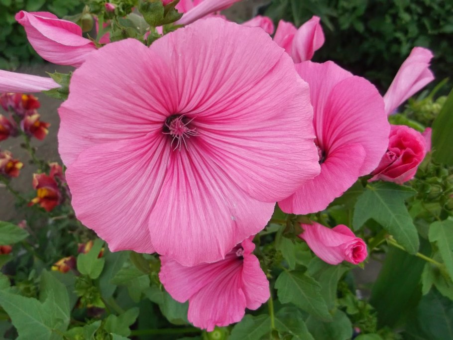 Малопа пурпурная