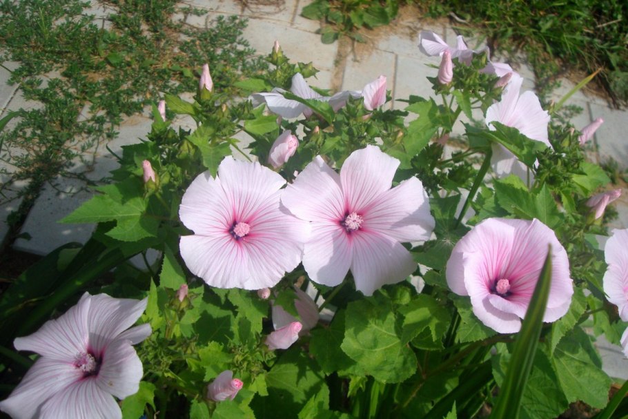 Годеция Метеор