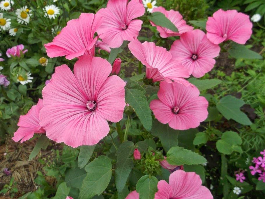 Лаватера голубая