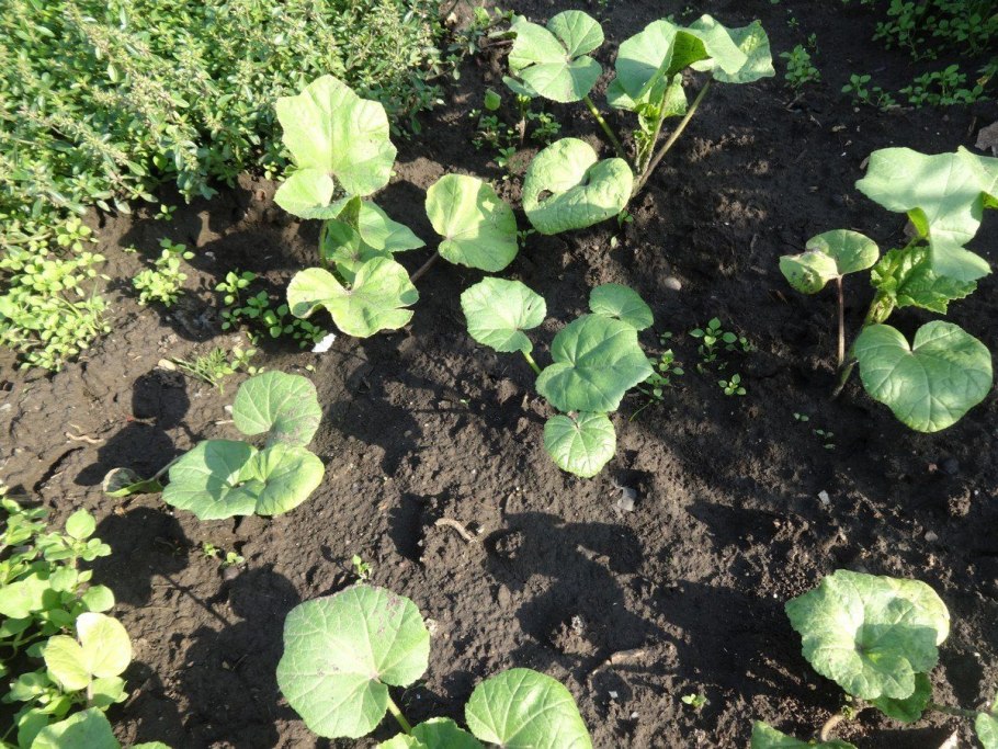 Лаватера Критская