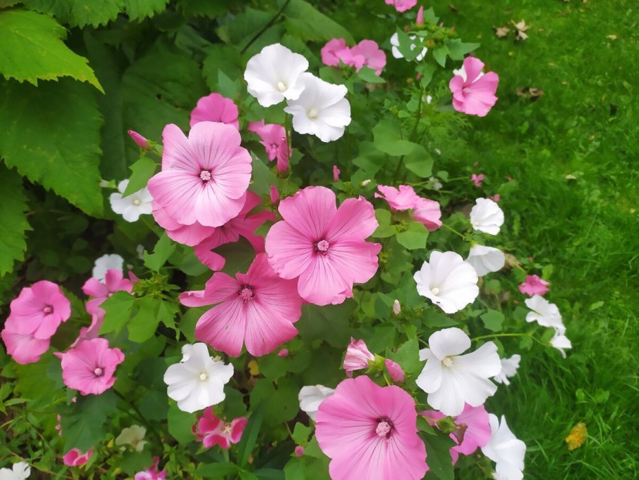 Лаватера Сильвер кап