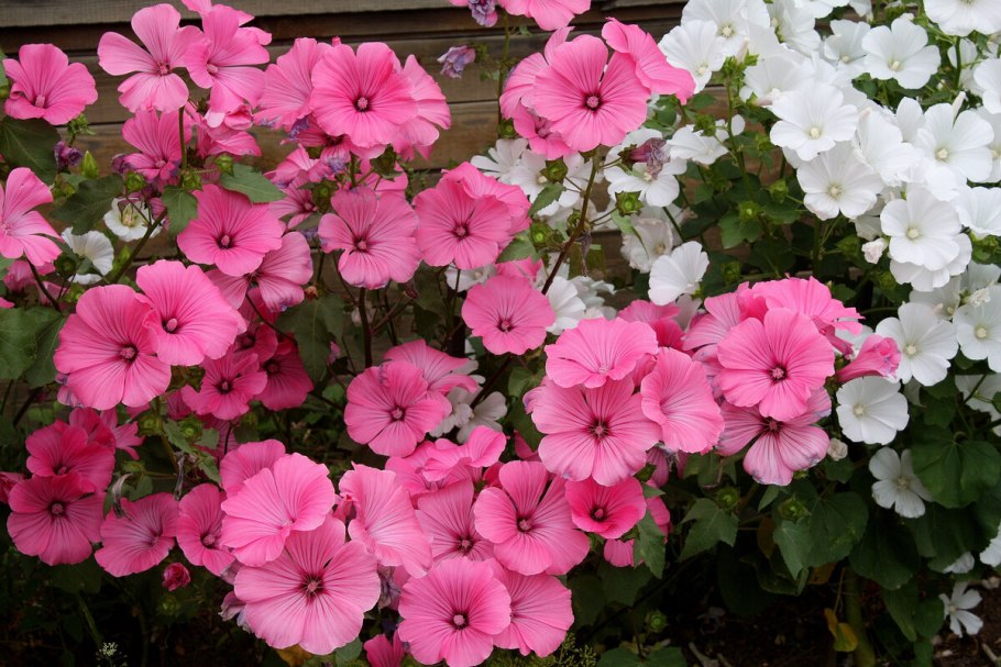 Лаватера на клумбе