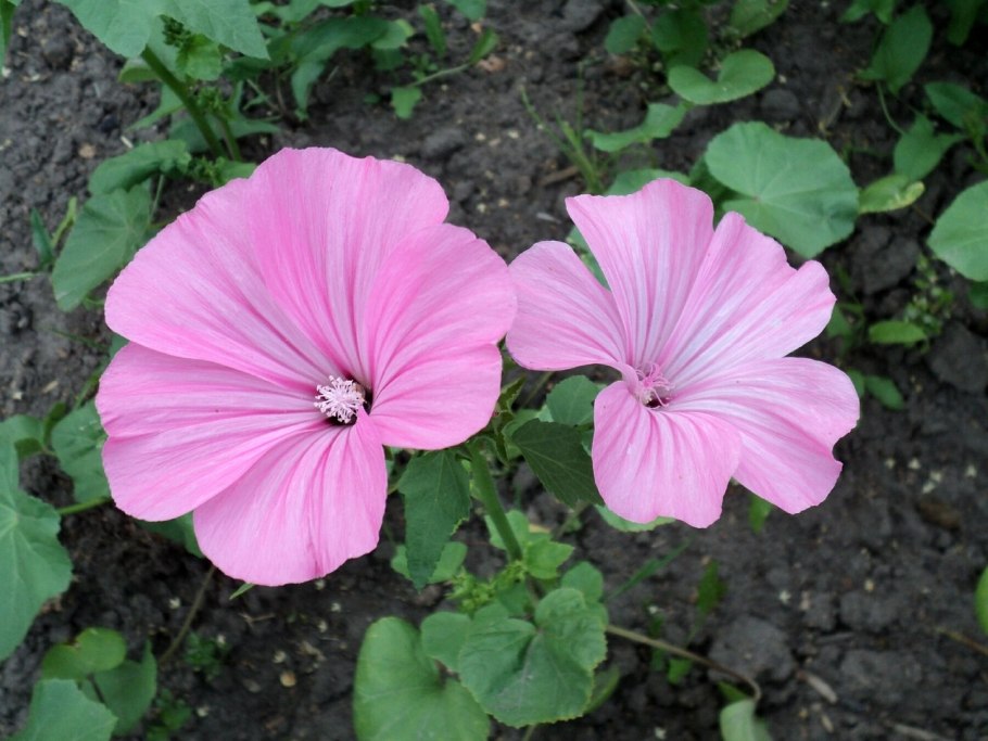 Лаватера мотылек