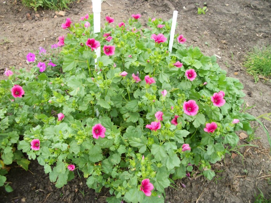 Моноклумба петуния