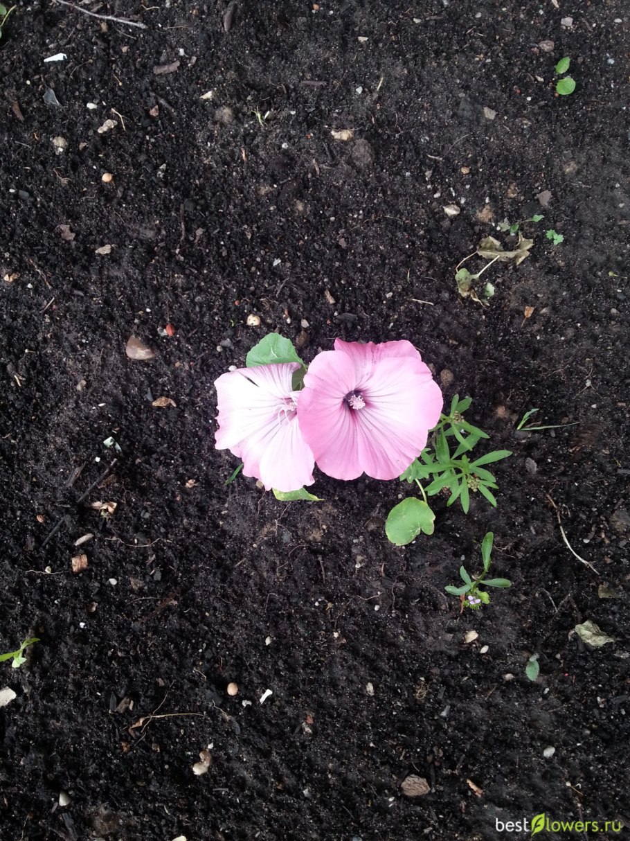 Малопа пурпурная