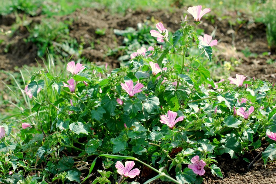 Лаватера однолетник