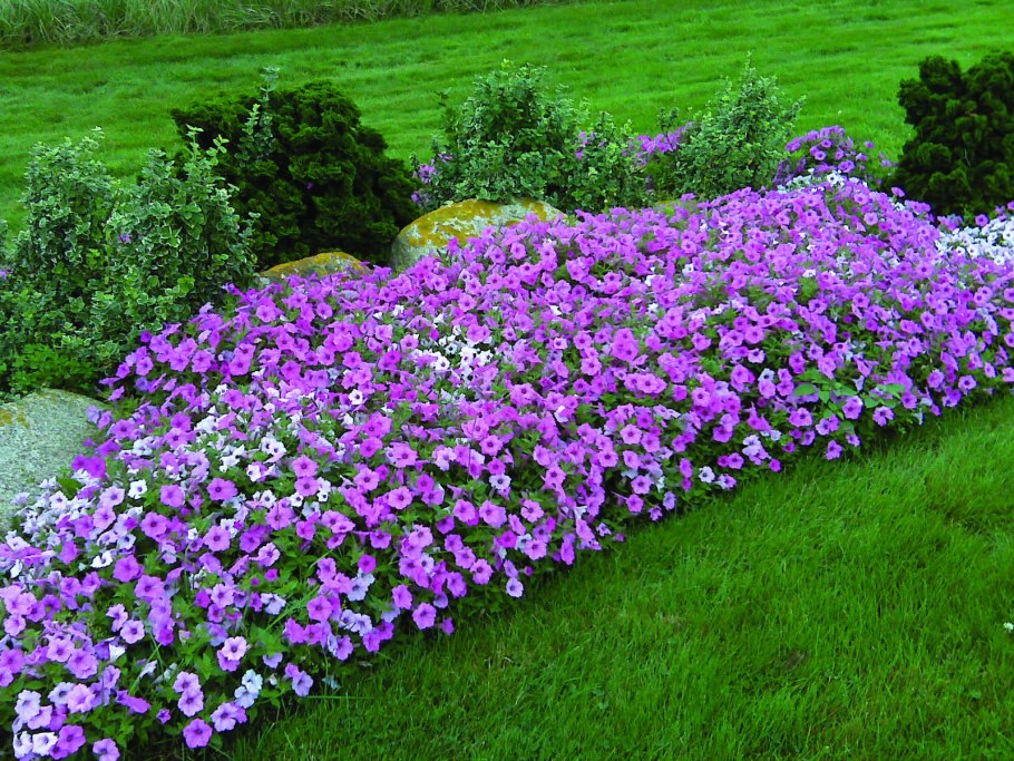 Лаватера на клумбе