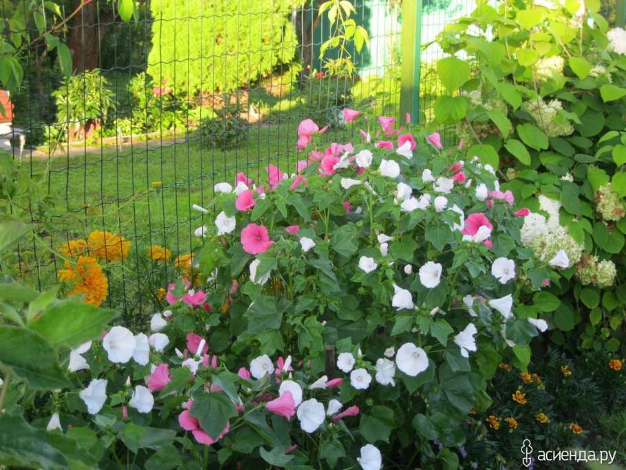 Цветы Мальва просвирник