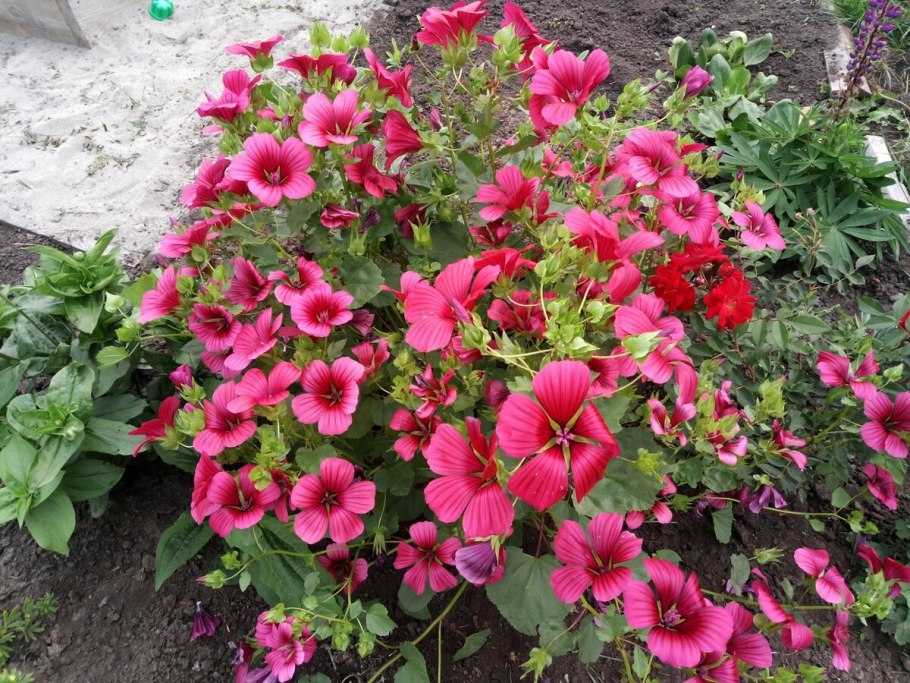 Лаватера розовая Королева