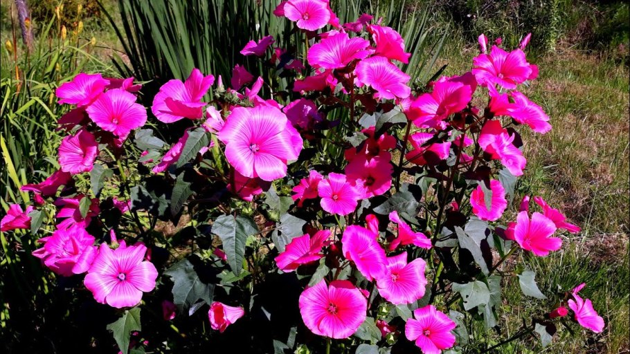 Лаватера прелестница