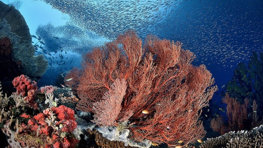 Водоросли Макросъемка