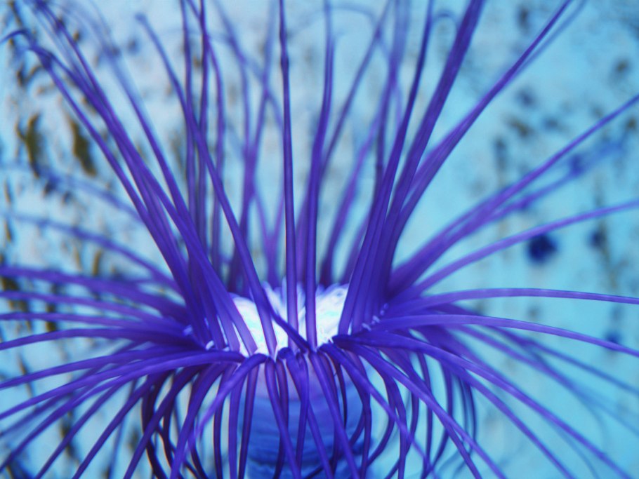 Актиния гетерактис Магнифика