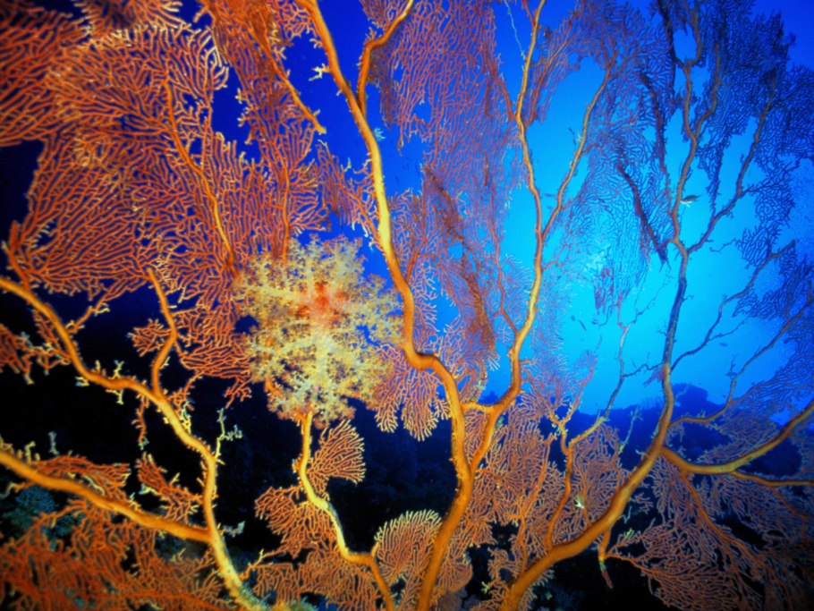 Кораллы биолюминесценция