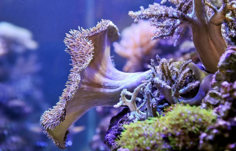 Тобиас Фридрих айсберги