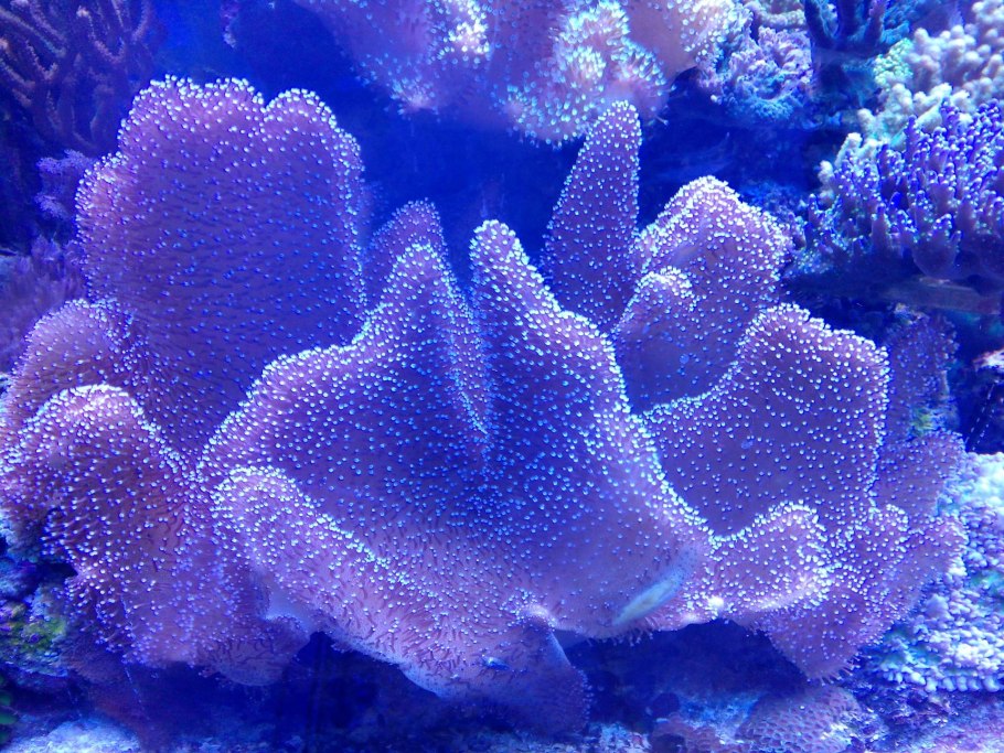 Герматипные кораллы