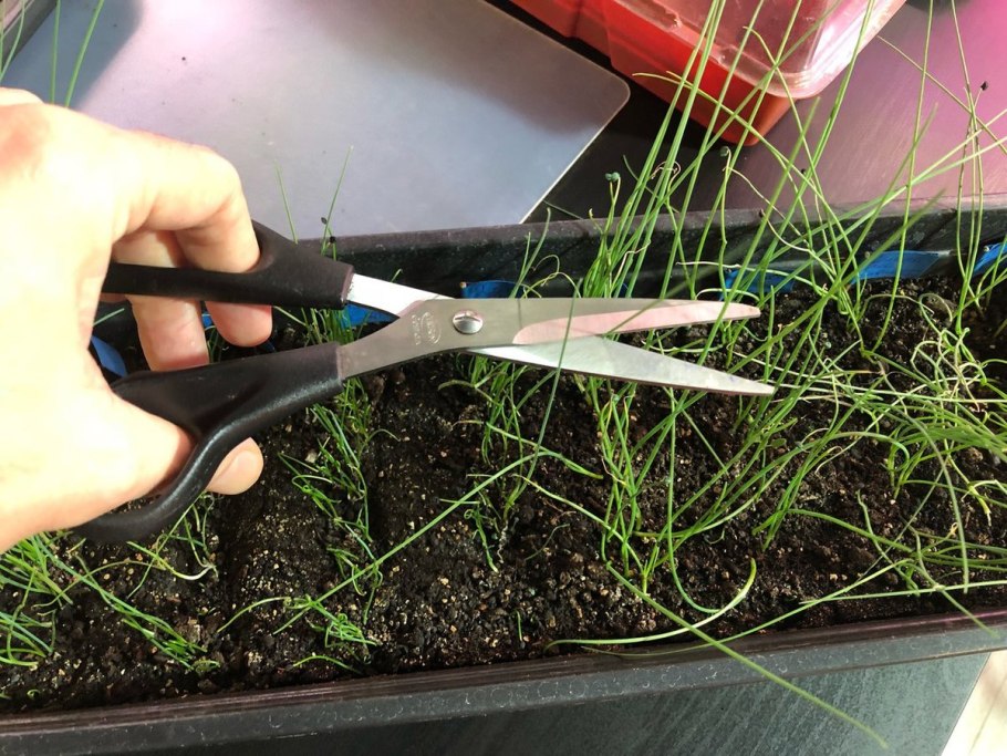 Грядка для лука порея