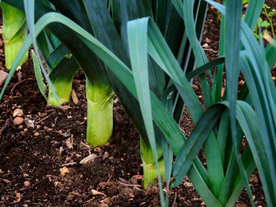 Лук севок рассада