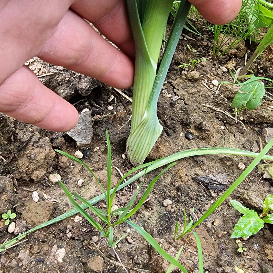 Лук парей или порей