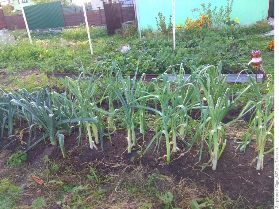 Посев лука на рассаду