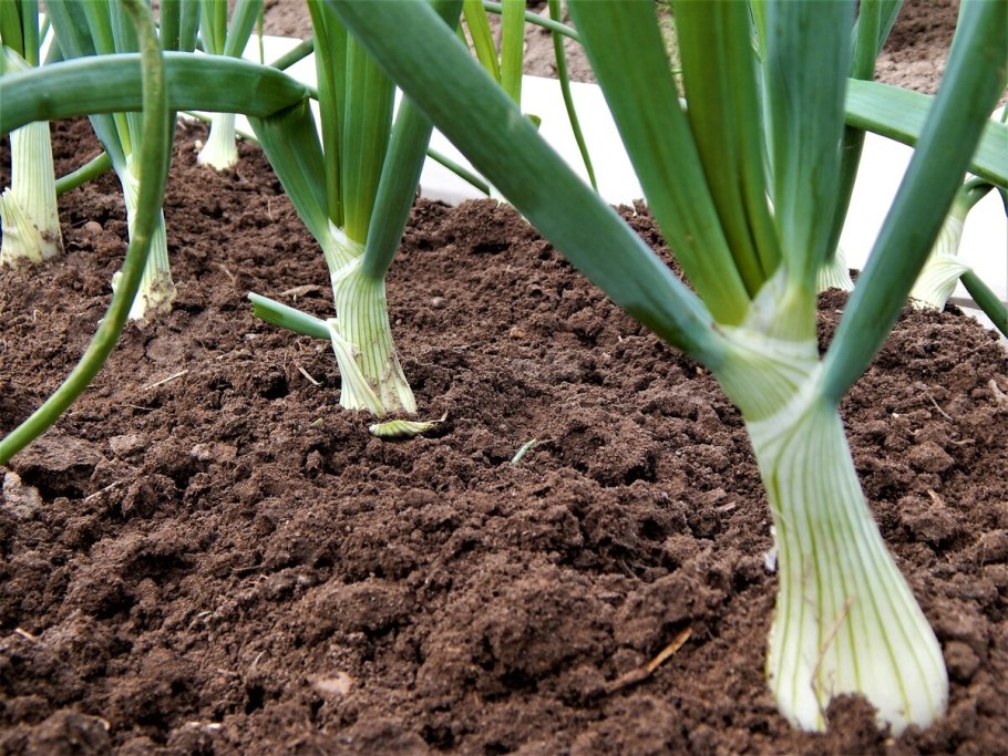 Лук зеленый тепличный