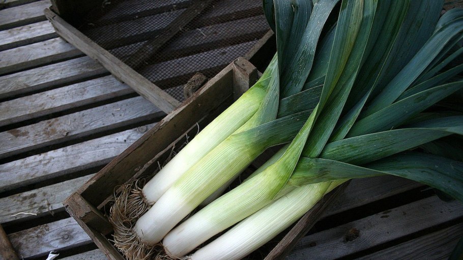 Рассада Эксибишен