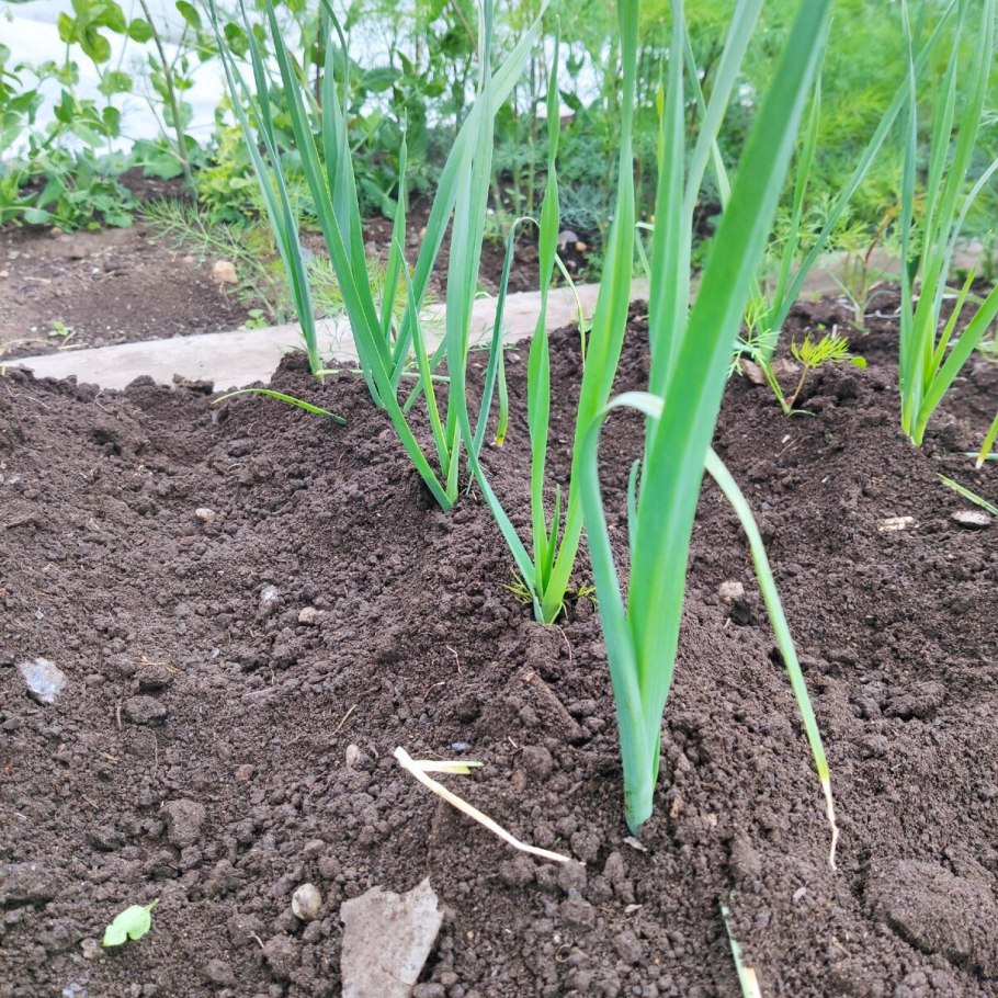 Лук порей семена фото