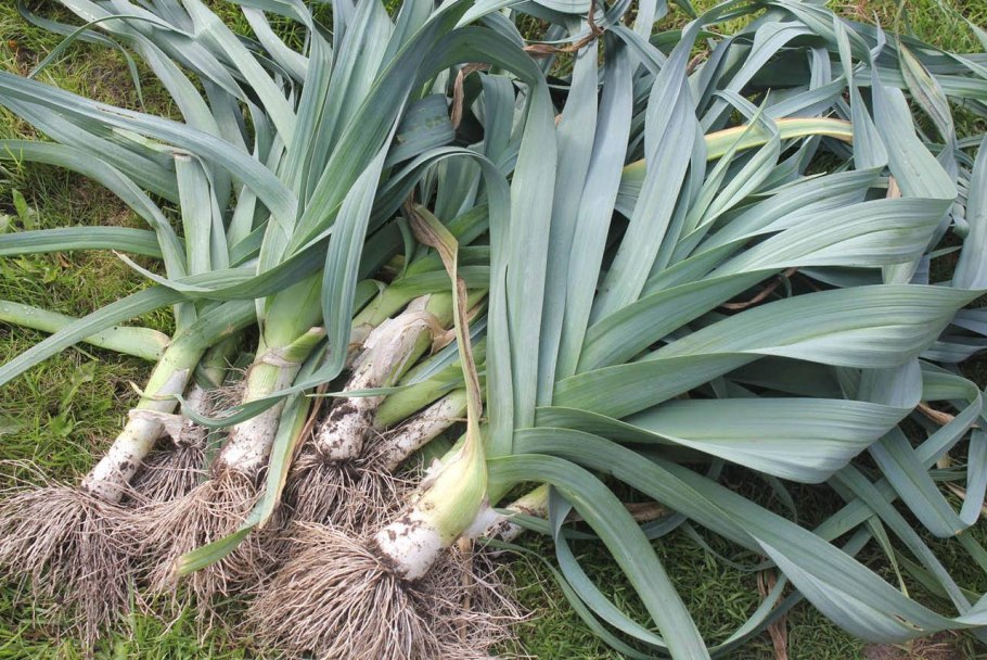 Лук порей посадка