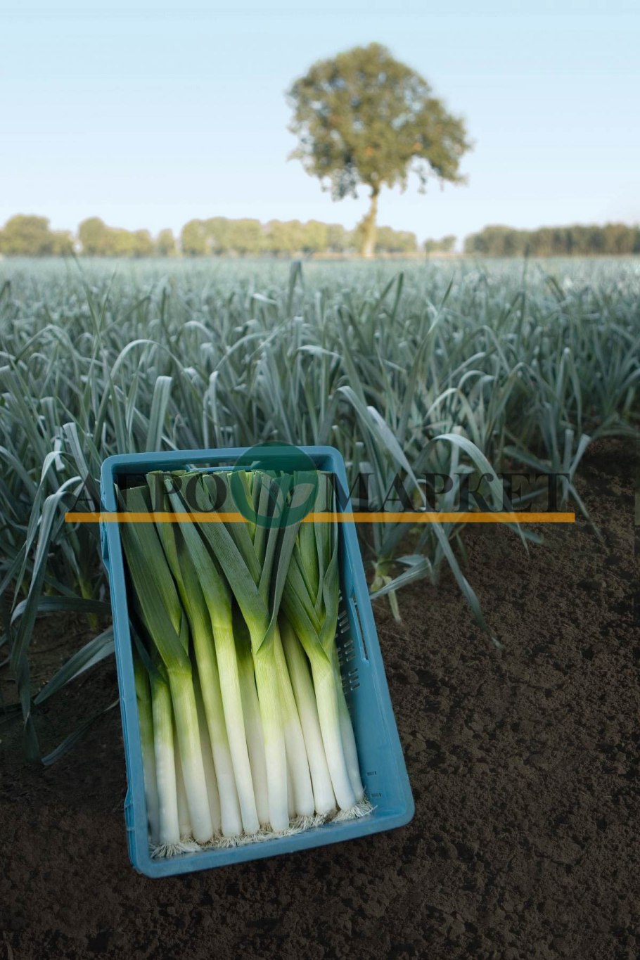 Лук порей в теплице с помидорами