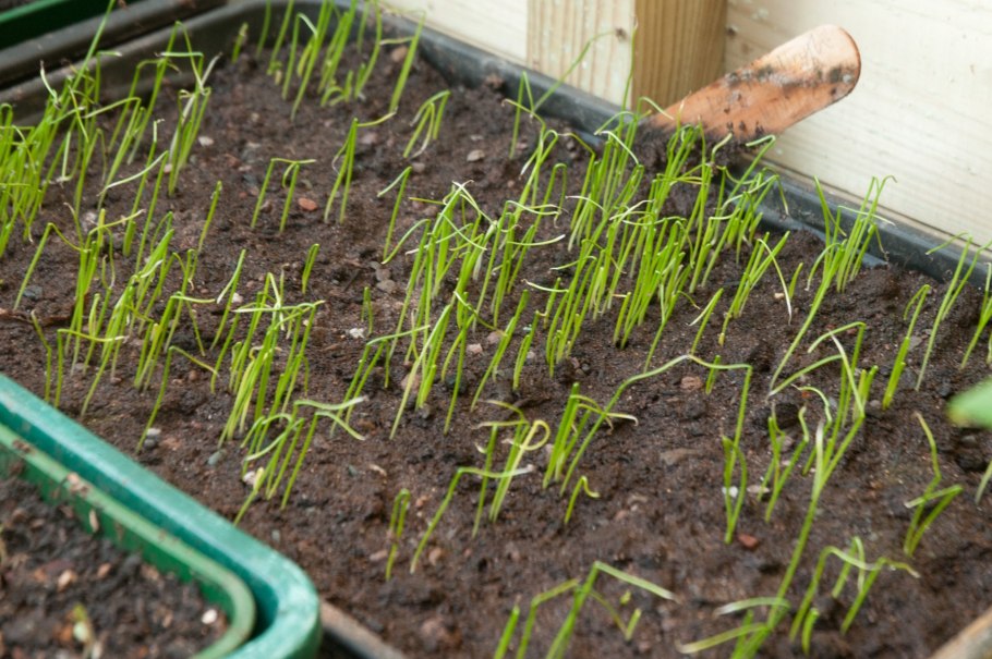Блюда из лука порея на зиму