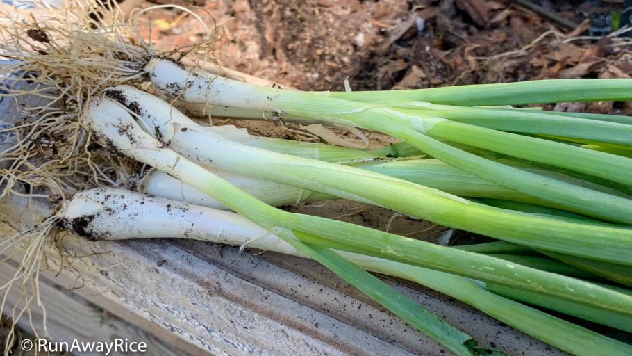 Лук порей на грядке