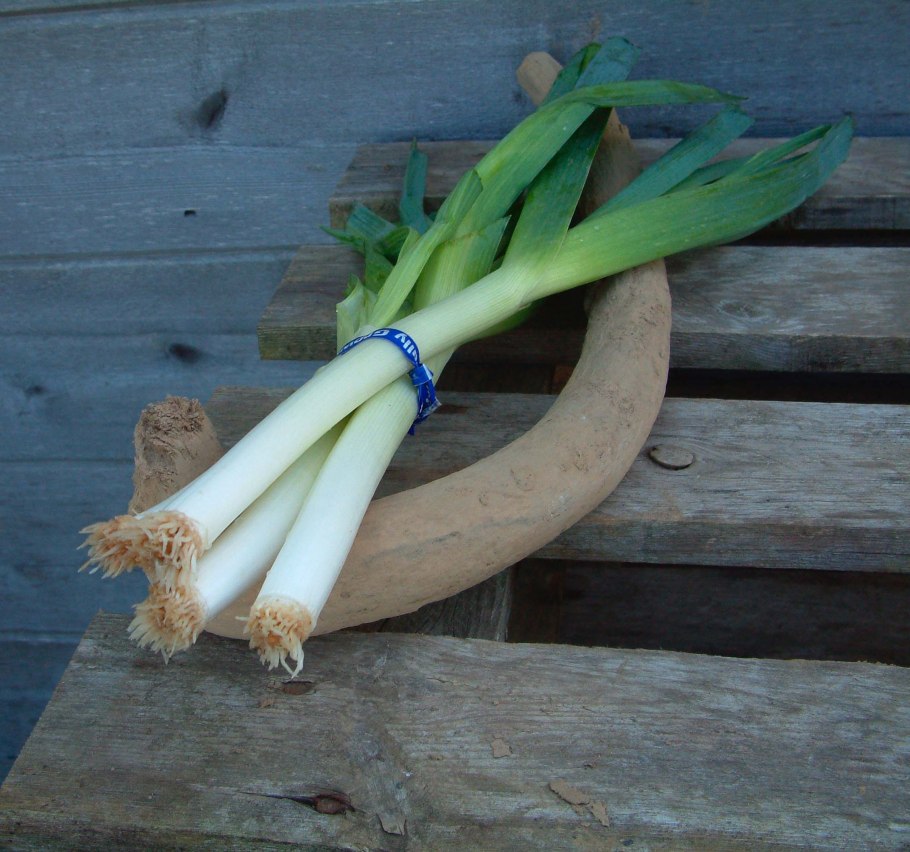 Пикировка лука порея