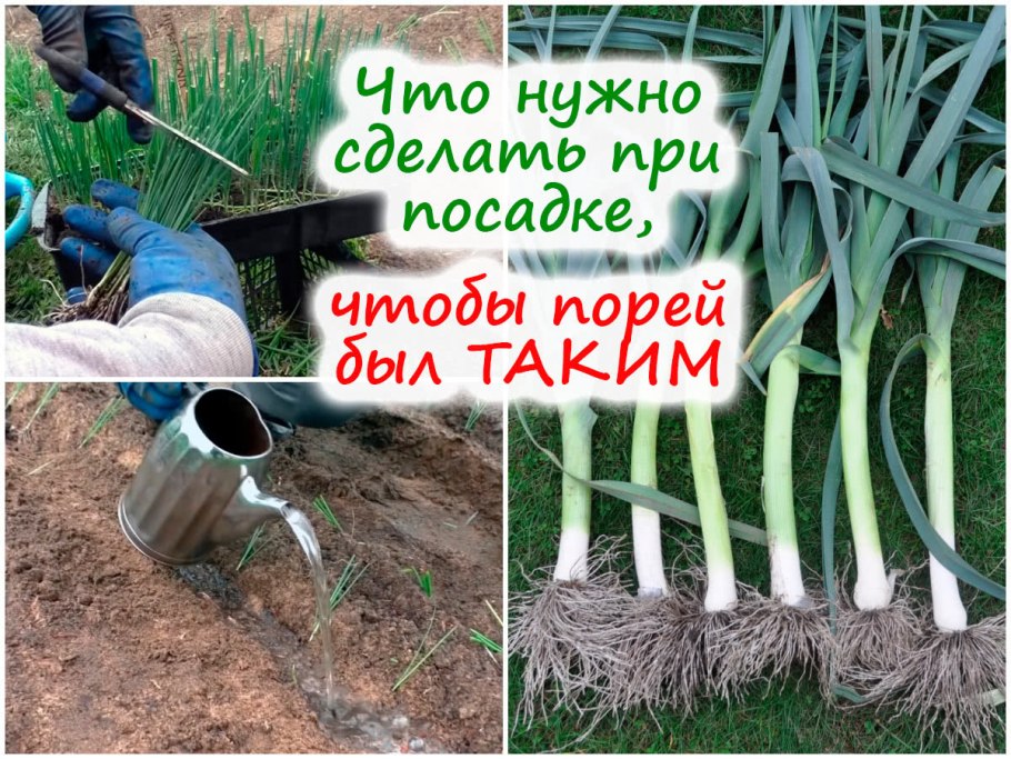 Окучивание лука порея