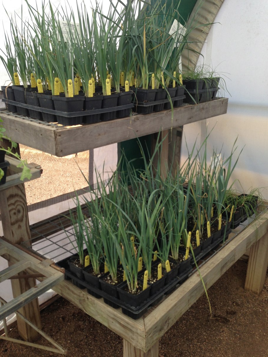 Лук порей на грядке