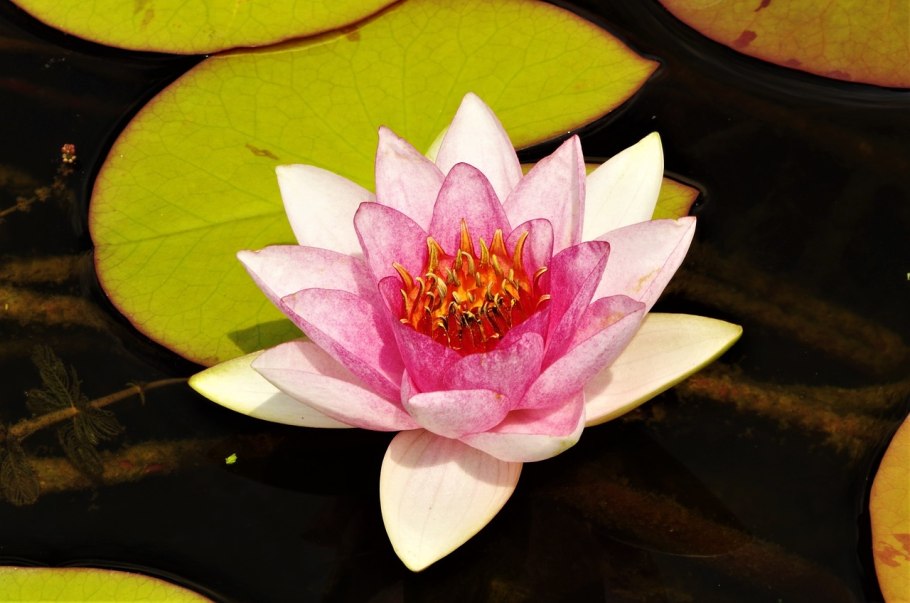 Кувшинка четырехугольная - Nymphaea Tetragona Georgi