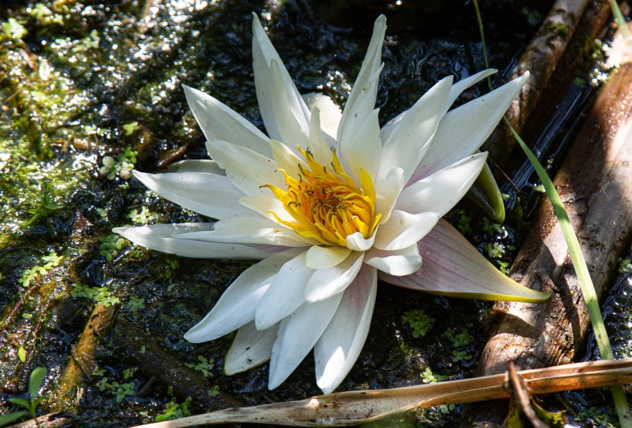 Кувшинка гибридная Nymphaea