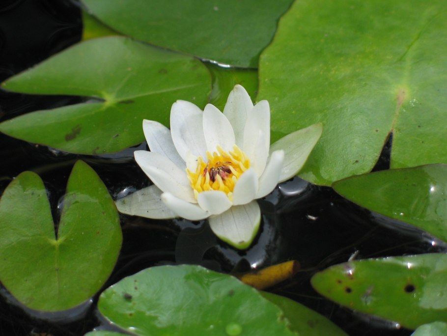 Кувшинка четырехгранная (Nymphaea Tetragona)