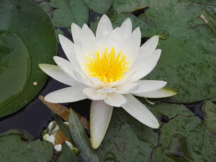 Nymphaea Tetragona