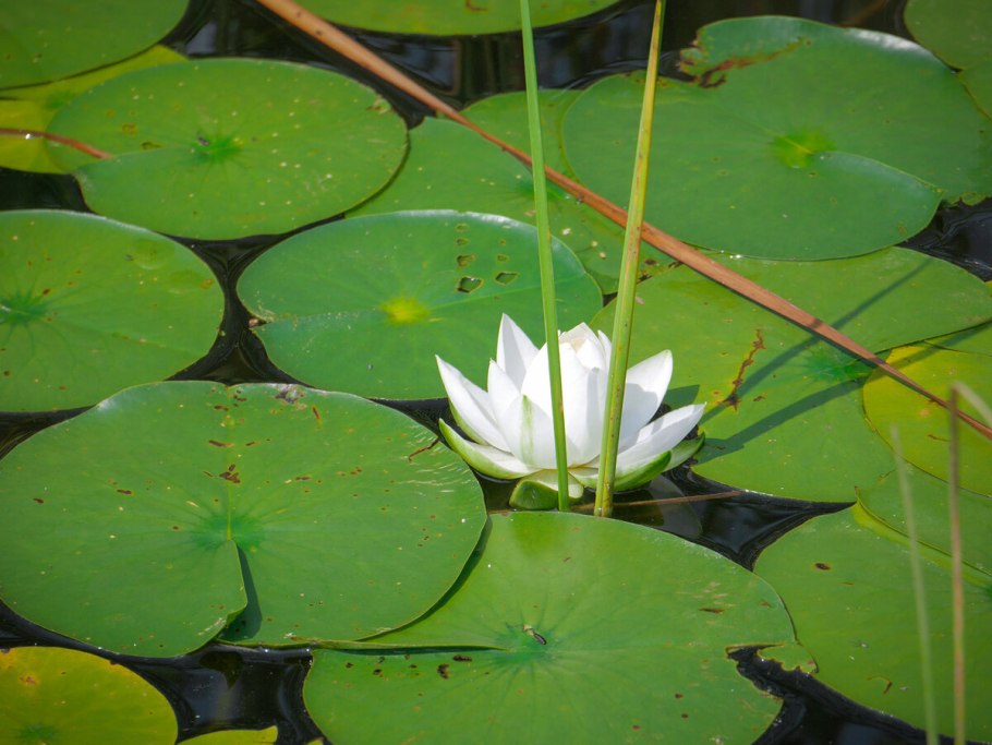 Кувшинка четырехугольная на Байкале