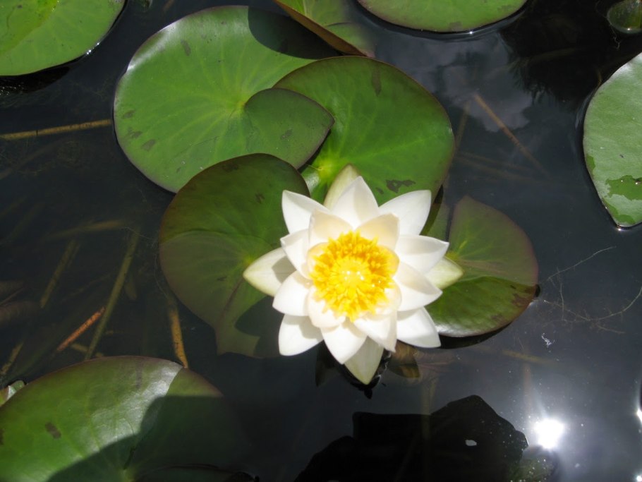 Кувшинка четырехгранная (Nymphaea Tetragona)