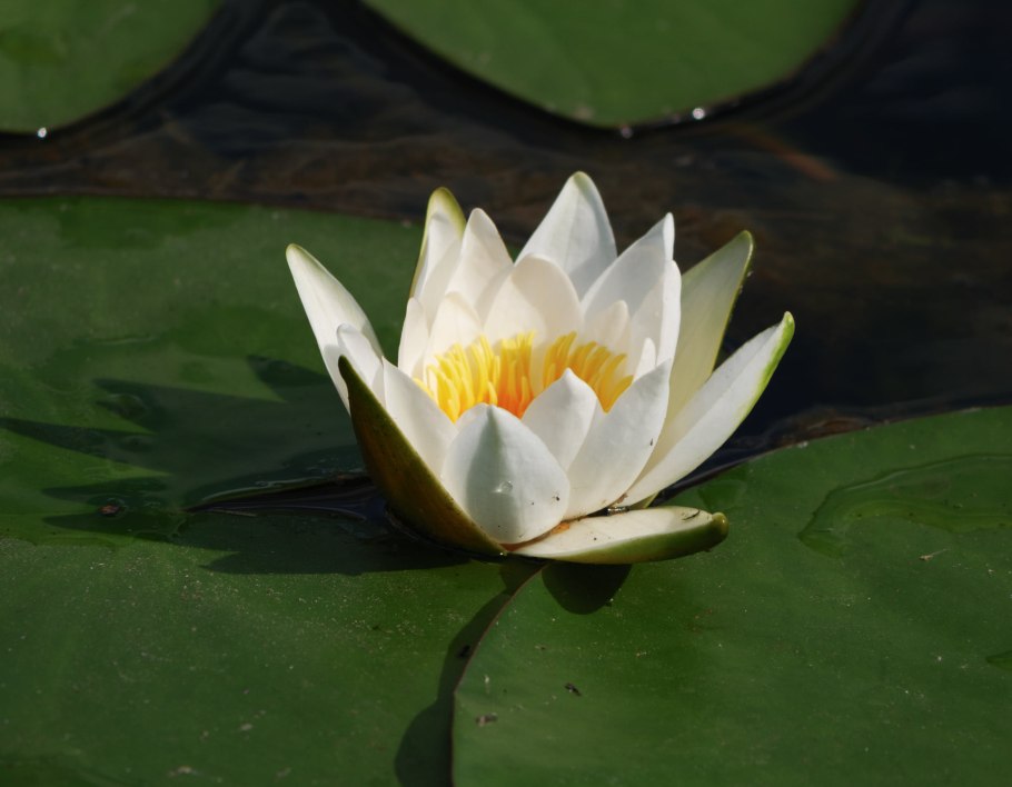 Кувшинка четырехгранная (Nymphaea Tetragona)