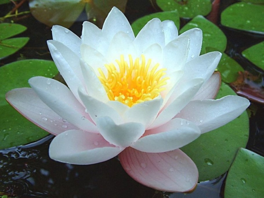 Кувшинка белоснежная Nymphaea Candida