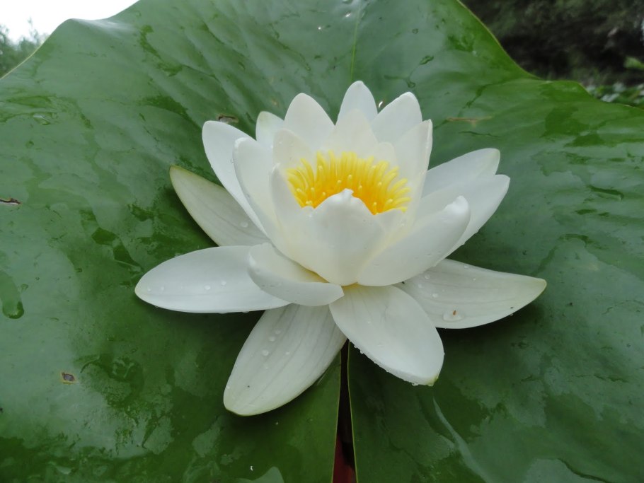 Кувшинка четырехгранная (Nymphaea Tetragona)