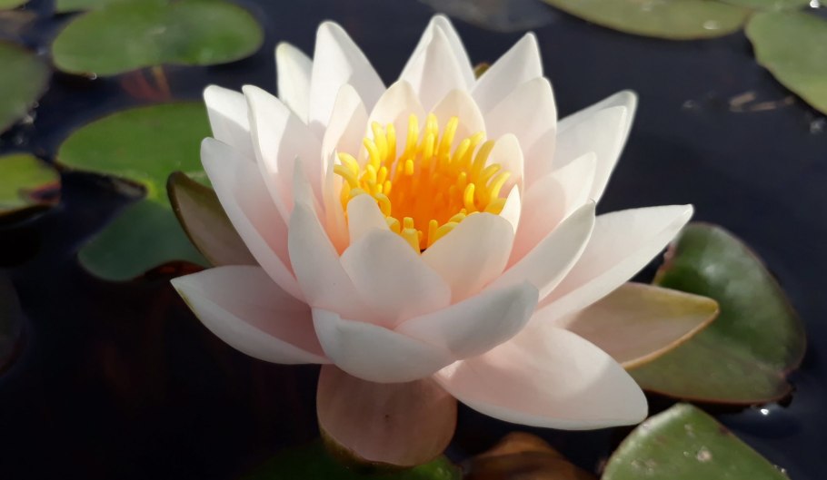 Кувшинка четырехгранная (Nymphaea Tetragona)