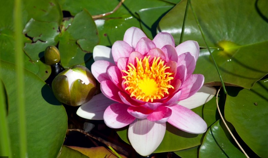 Кувшинка малая