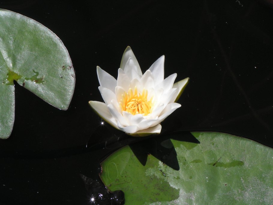 Кувшинка четырехгранная (Nymphaea Tetragona)