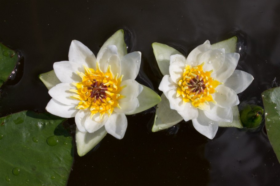 Кувшинка четырехгранная (Nymphaea Tetragona)