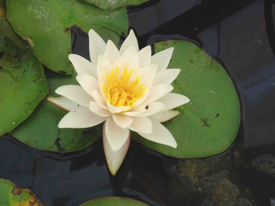 Кувшинка четырехгранная (Nymphaea Tetragona)