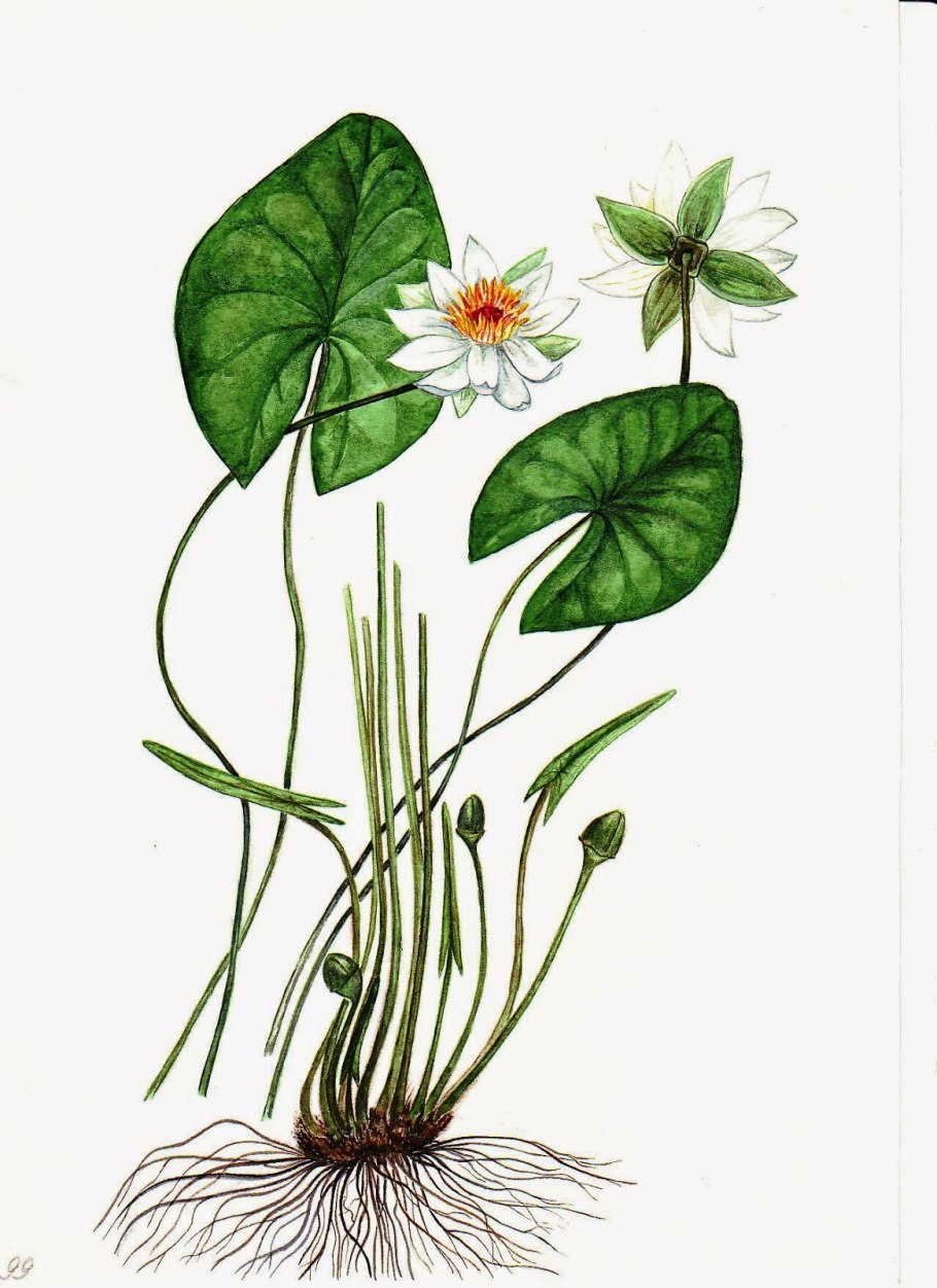 Tetragona нимфея