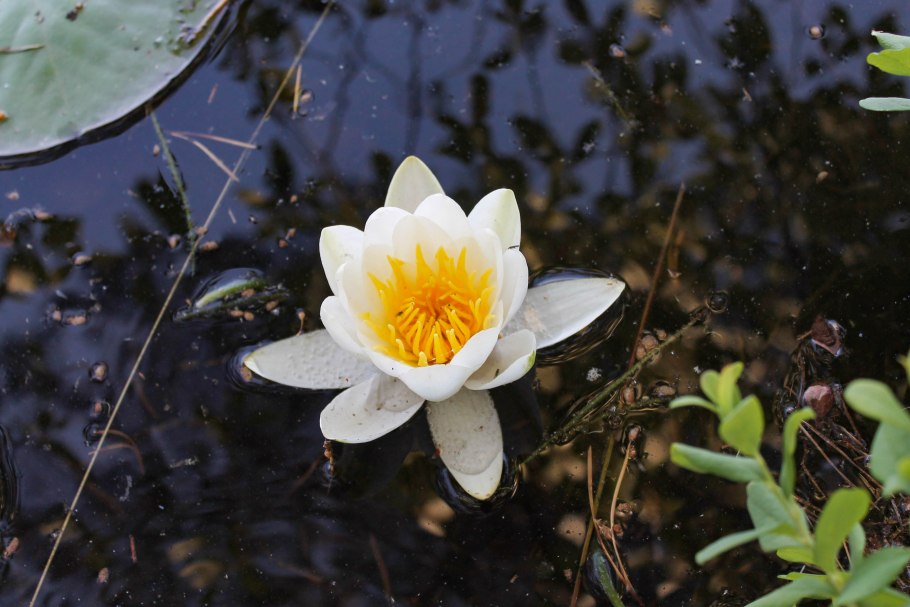 Кувшинка белоснежная nymphaea candida